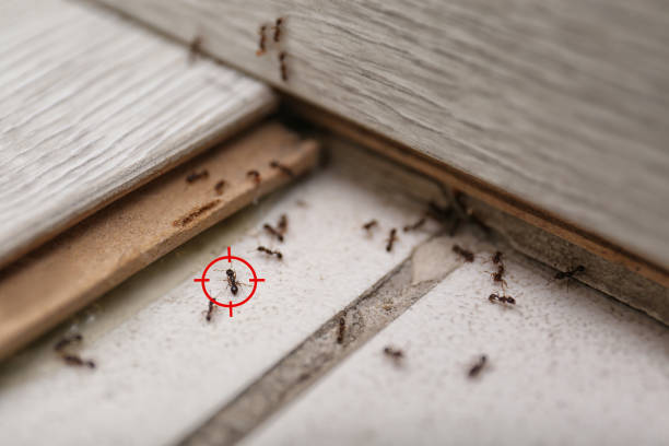 Best Residential Pest Control  in Murphys Estates, SC