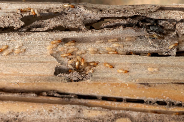 Best Rat Extermination Near Me  in Murphys Estates, SC